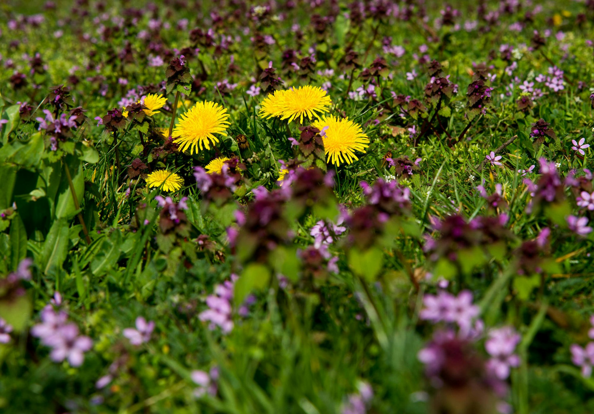 Löwenzahn Taubnessel dpa