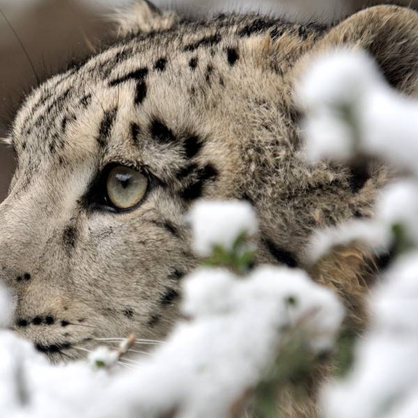 Schneeleopard_juv_23