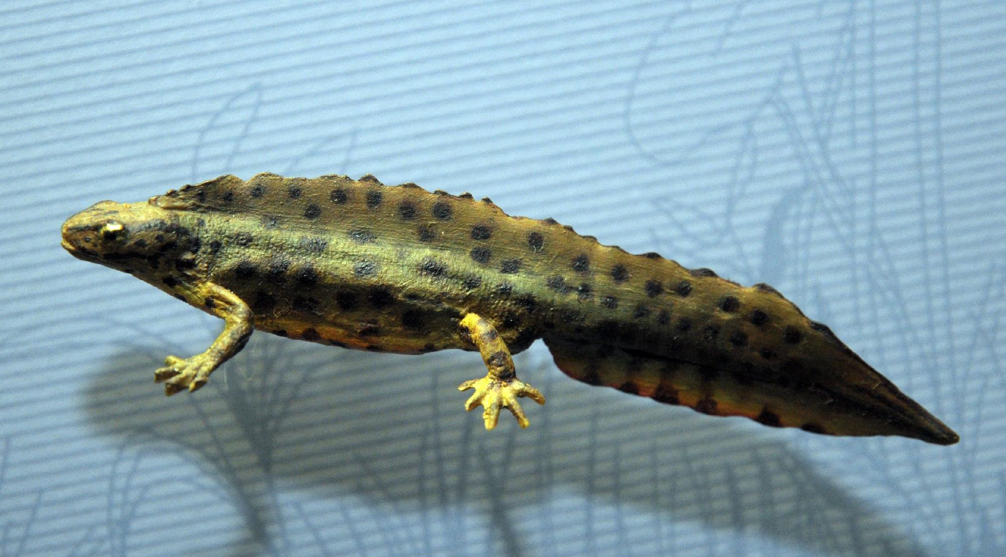 Teichmolch