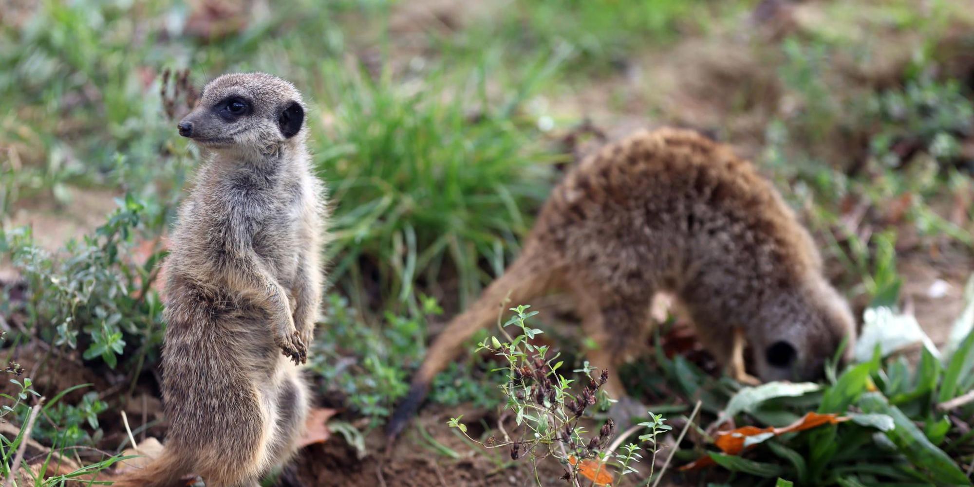 nab201112_Zoo_03