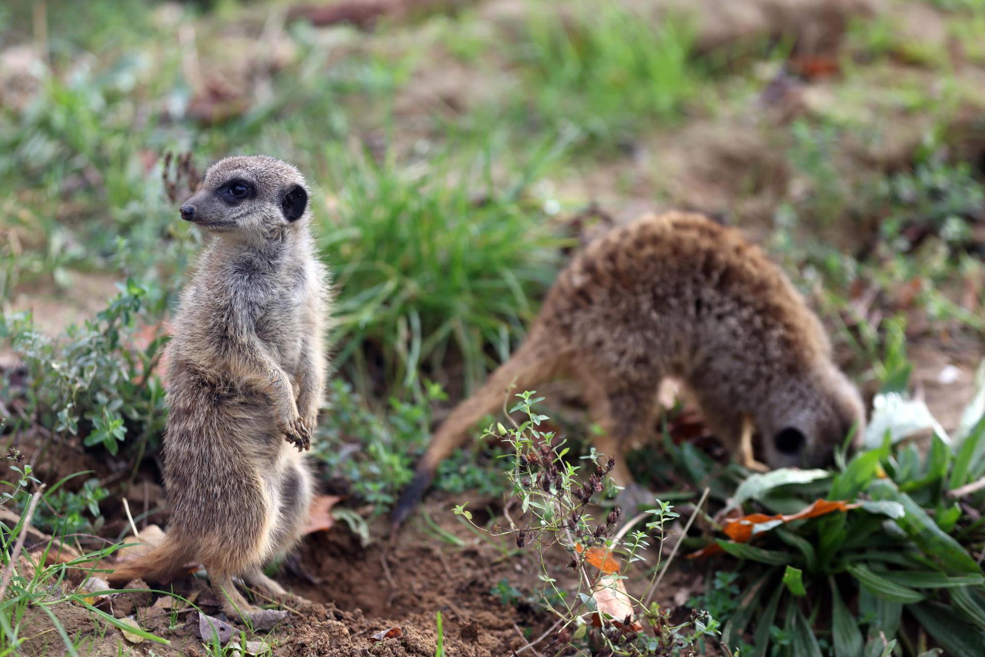 nab201112_Zoo_03