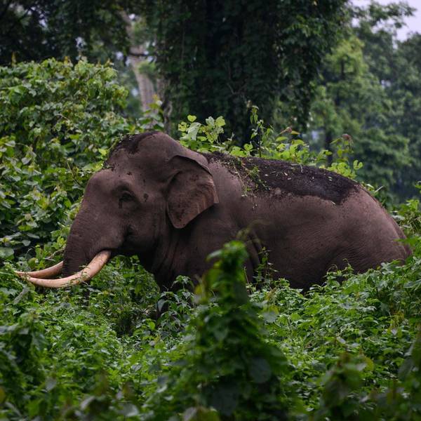 Elefant afp