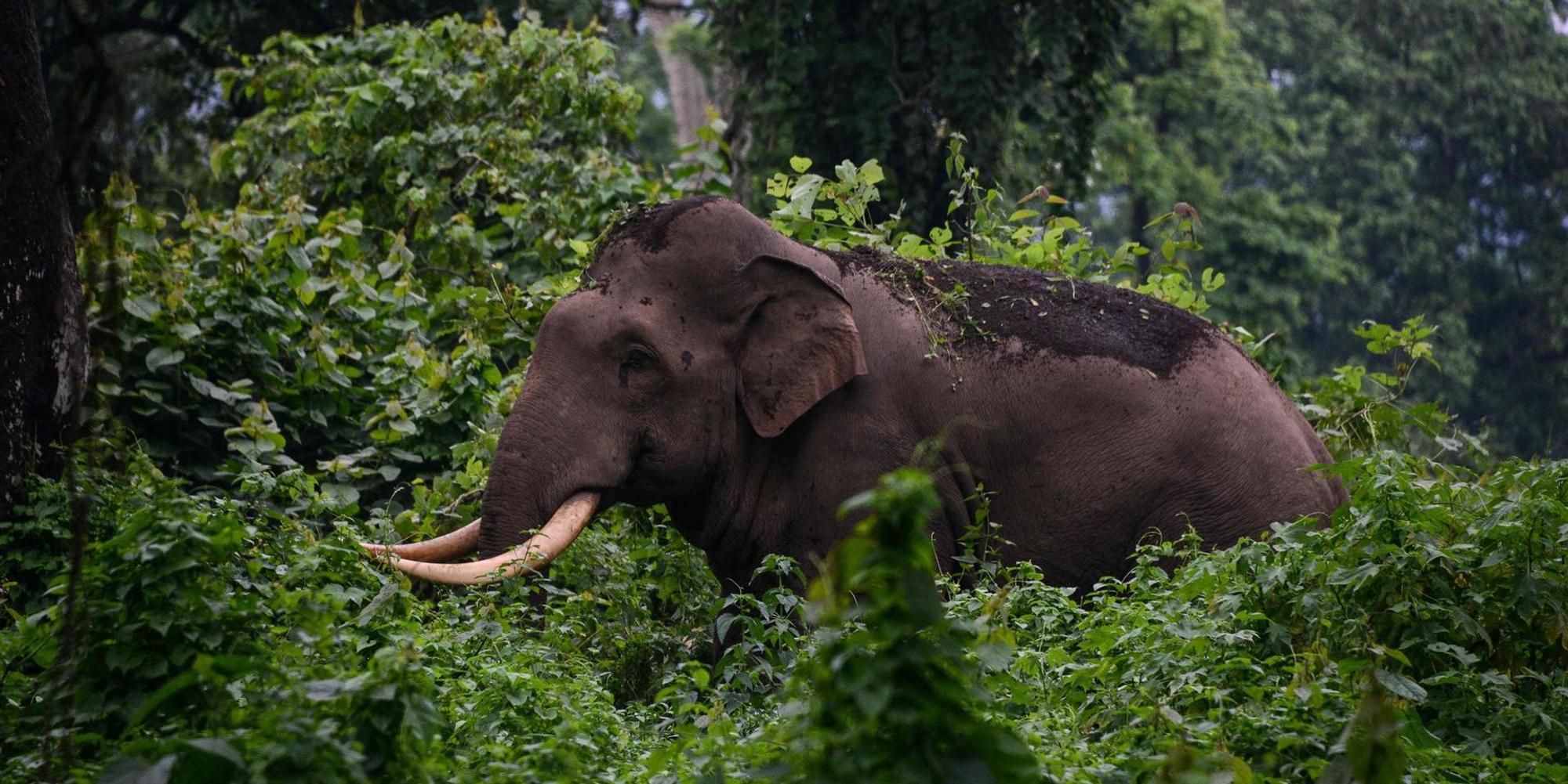 Elefant afp