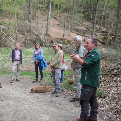 Durchforstung_Naafbachtal