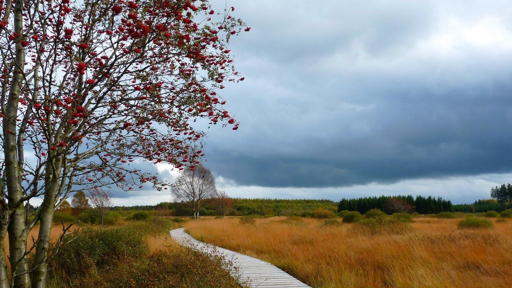 Holzstege führen durch Moorland im Naturpark Hohes Venn