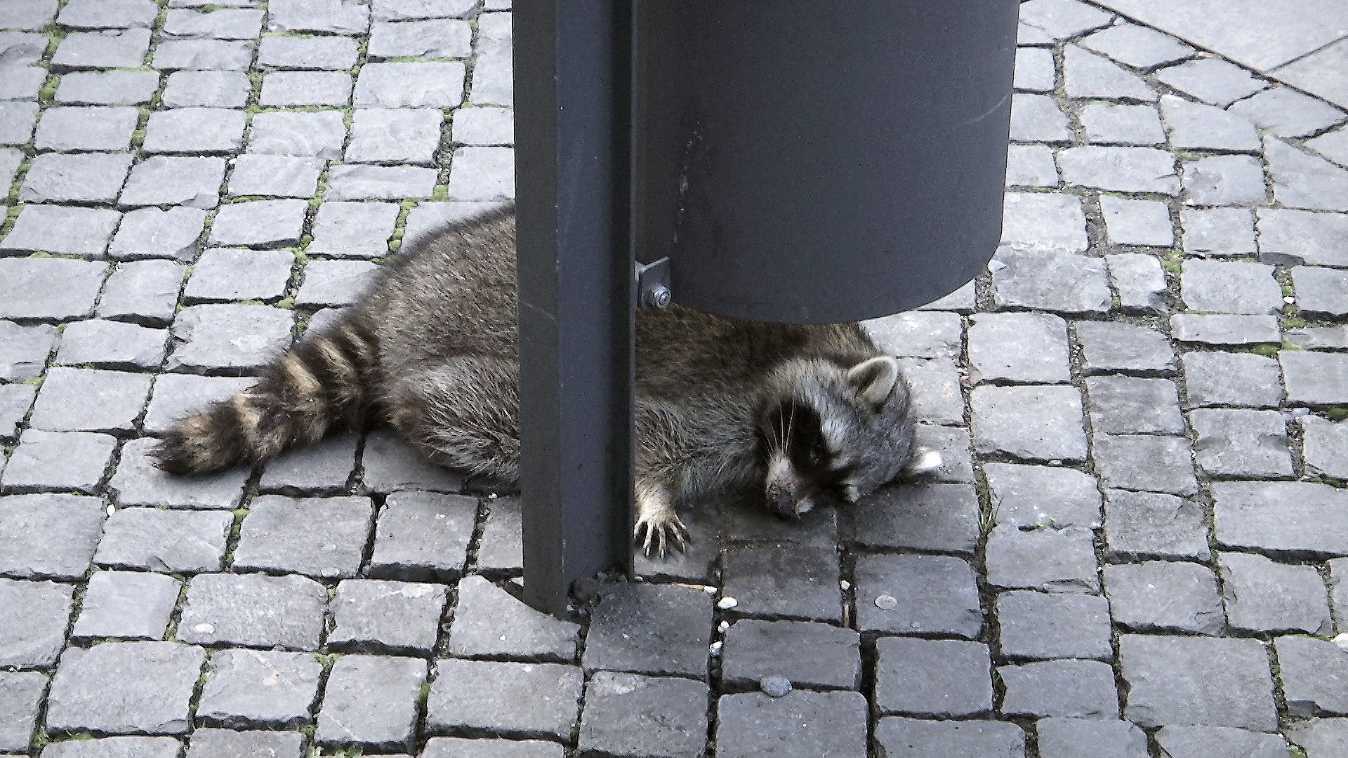 Erschossener Waschbär Erfurt DPA 231219
