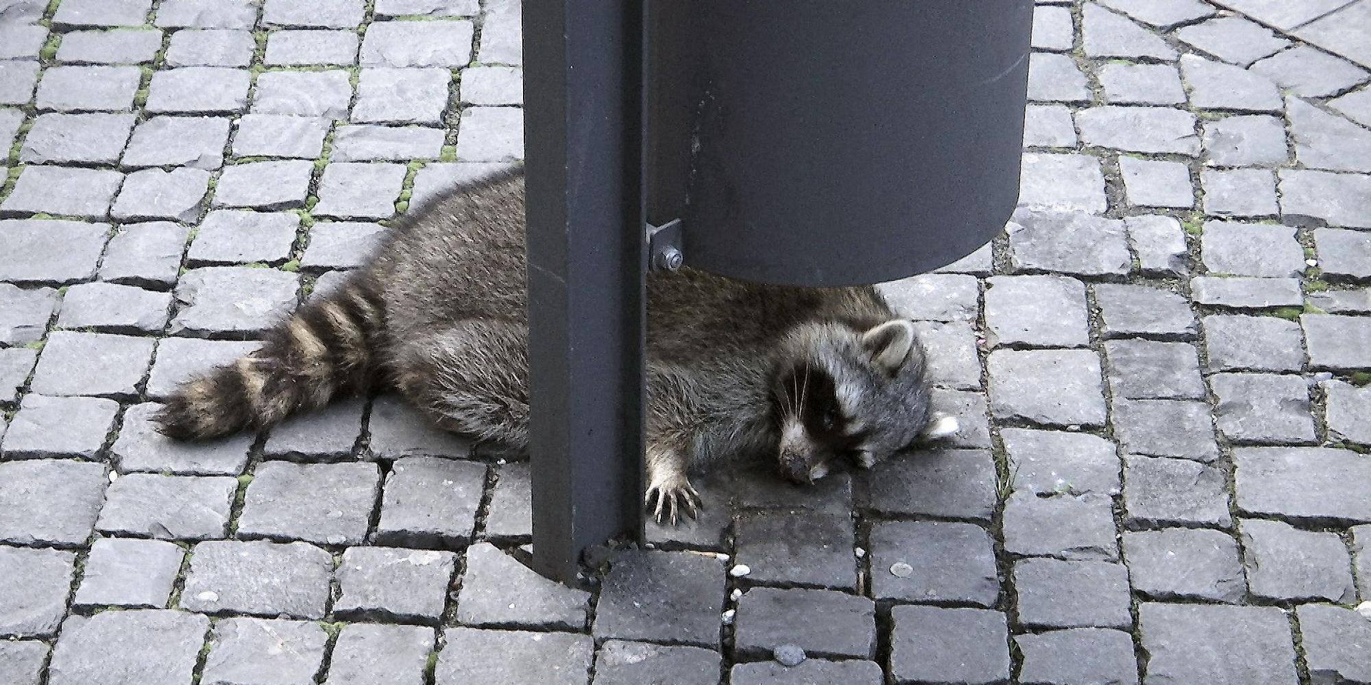 Erschossener Waschbär Erfurt DPA 231219