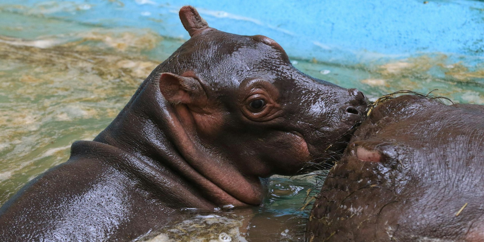 Flusspferd_in_Köln1