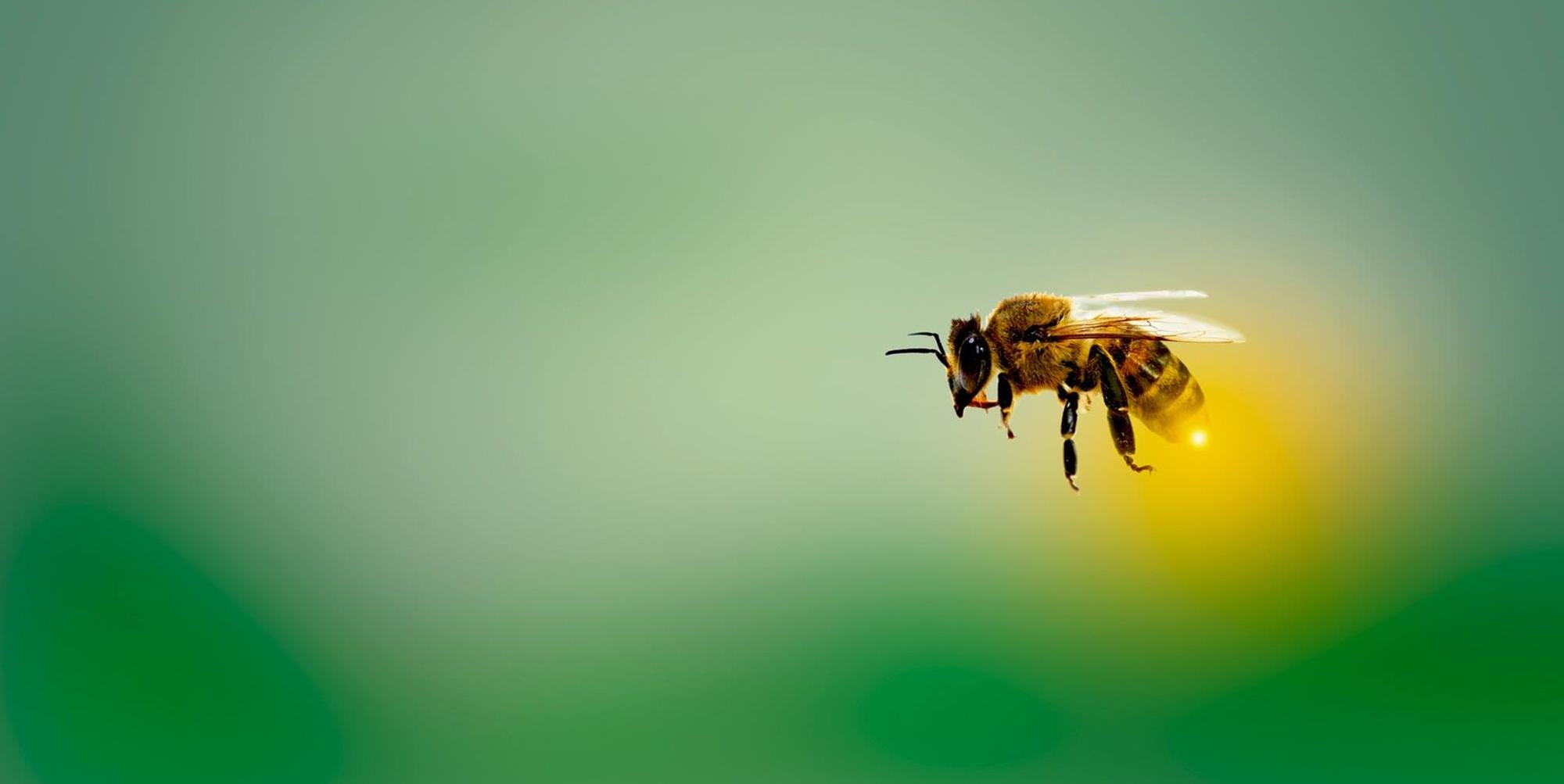 bee-4913122