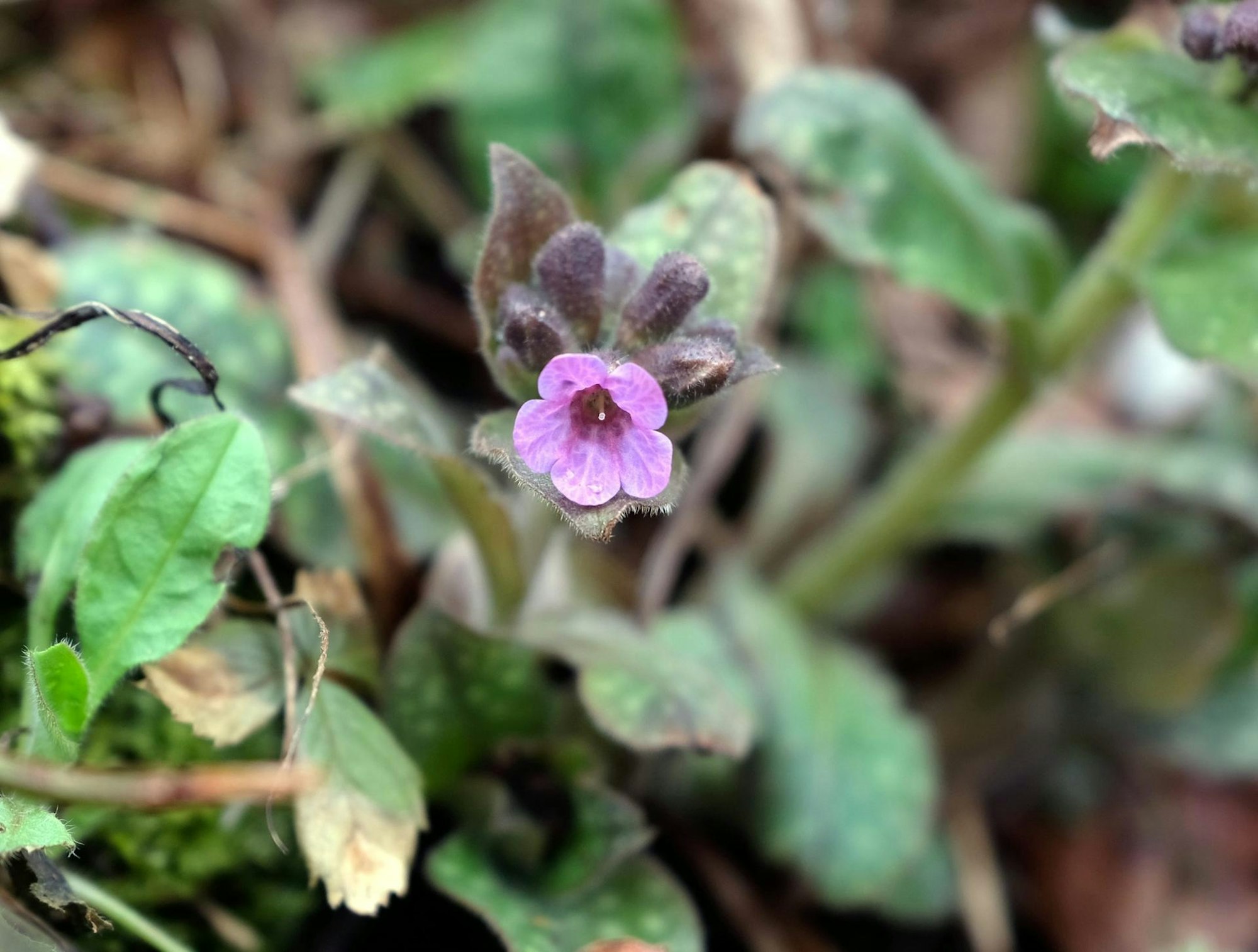 digas-176168301_MDS-KSTA-2021-03-08-71-170643960