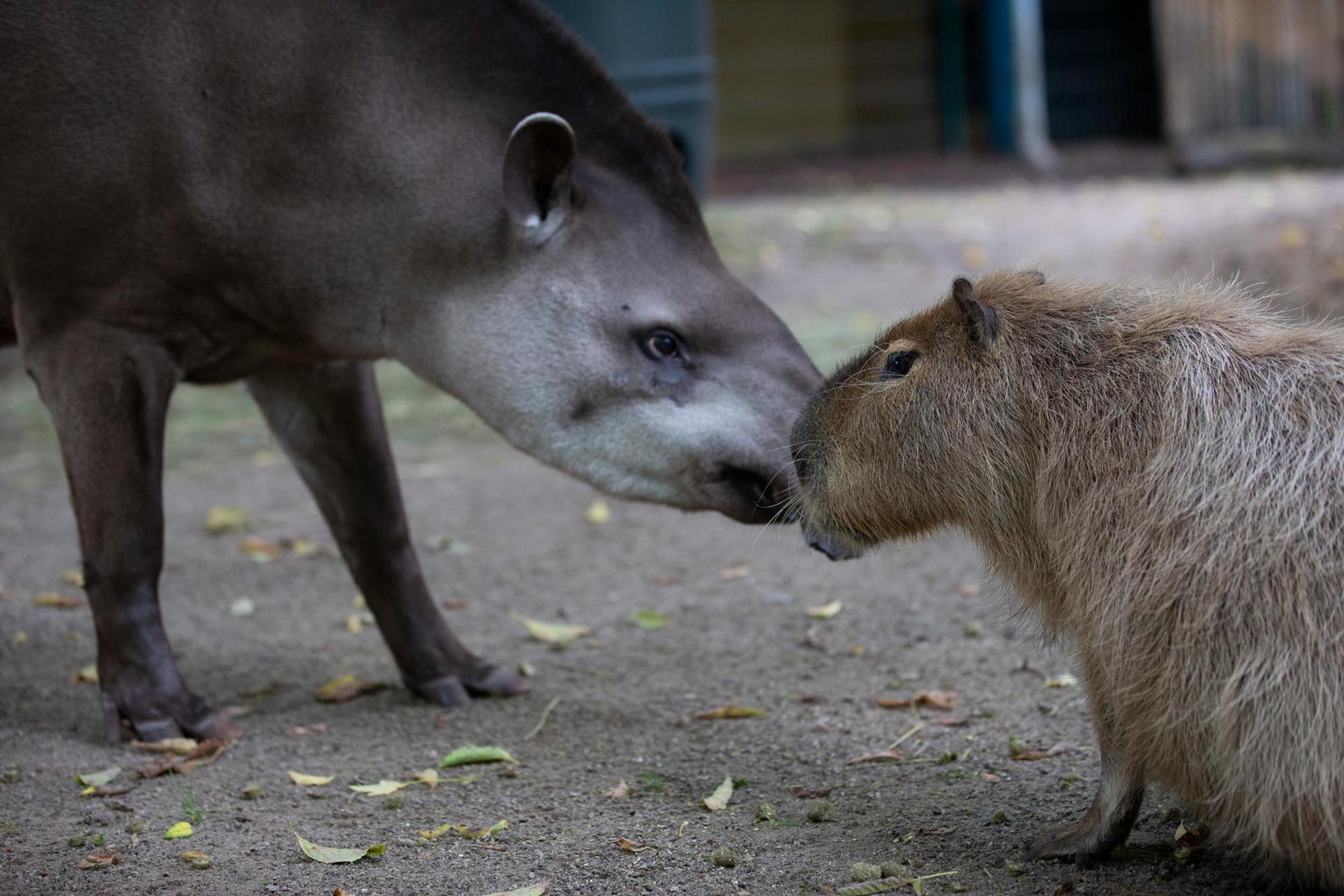 Südamerikahaus Tiere