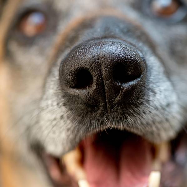 ausgebüxte hunde-drei-2021-dpa