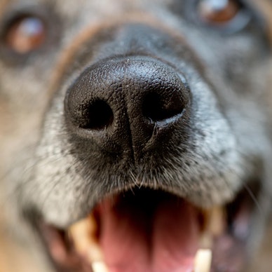 ausgebüxte hunde-drei-2021-dpa