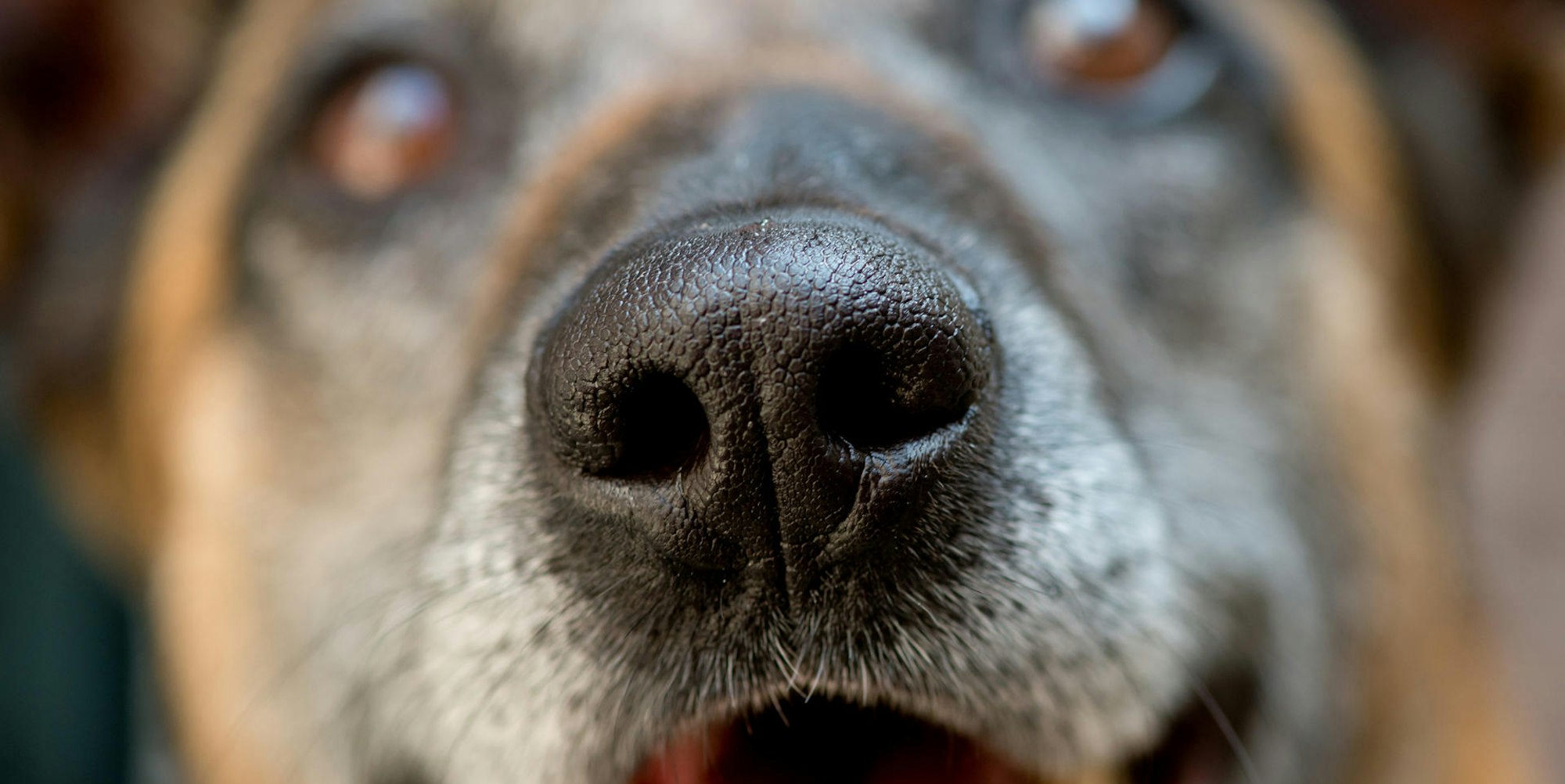 ausgebüxte hunde-drei-2021-dpa