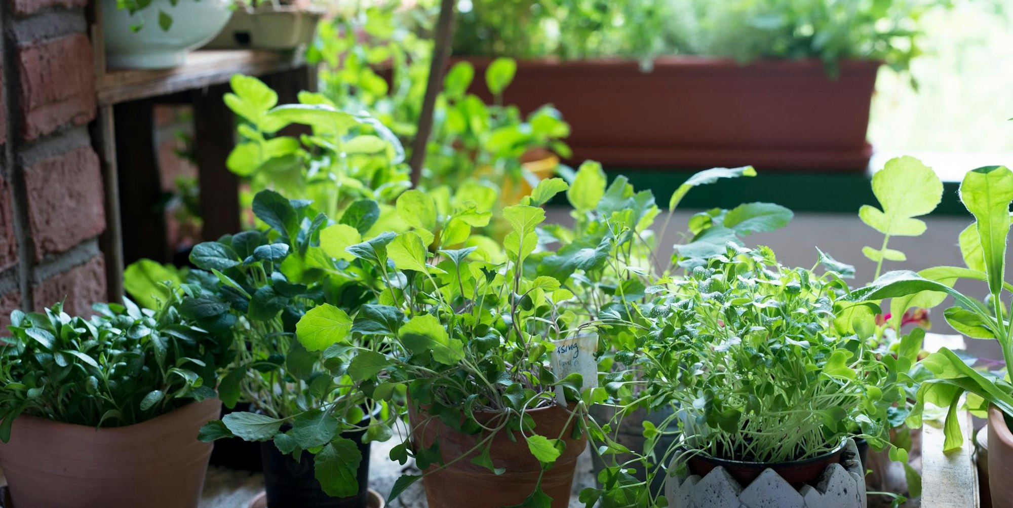 Ruether_micro-greens-kultivieren_ELA1696