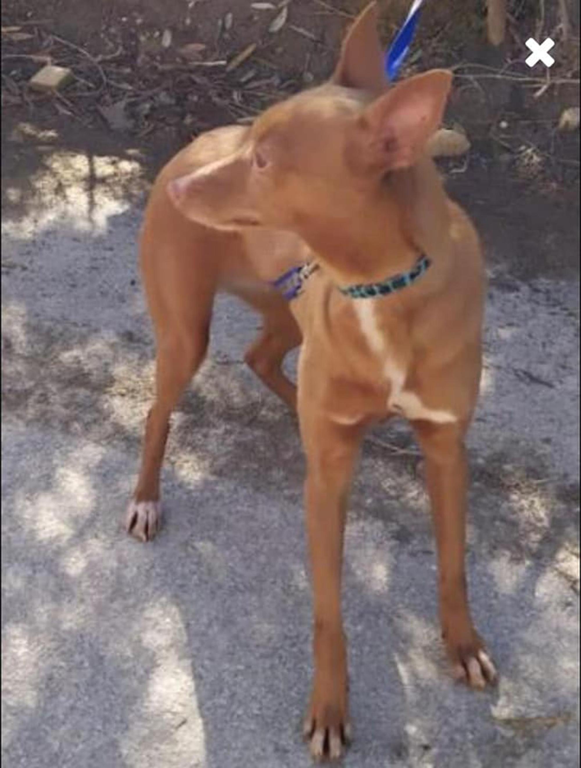 rehpinscher-mischling-Flucht_lola_RLE_Leverkusen31052021189139038_30886543580605