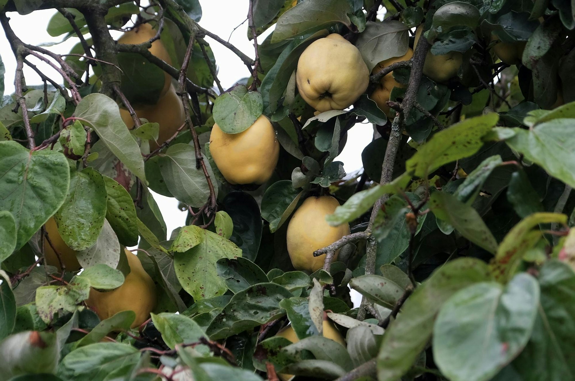 20191004max-garten17