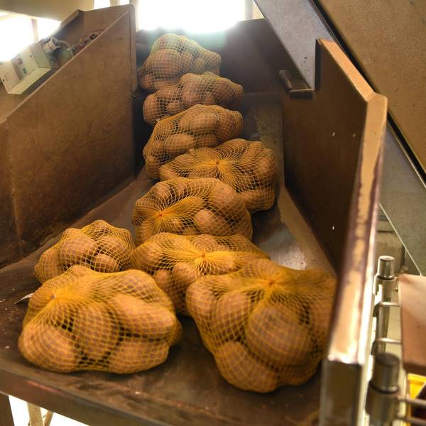 Kartoffel Erbgut