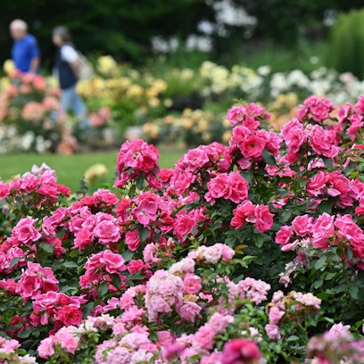 Blühende Gartenrosen