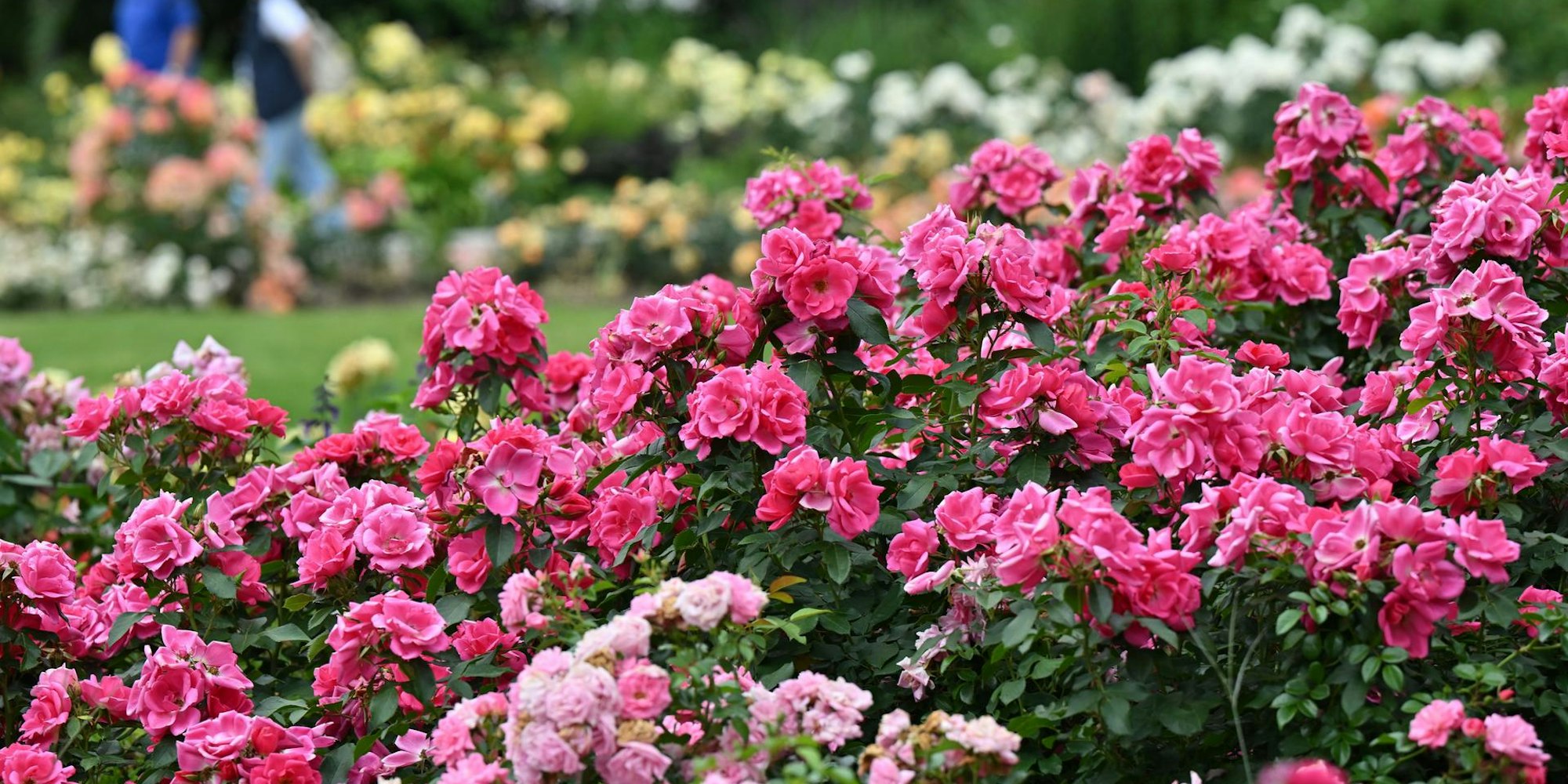 Blühende Gartenrosen