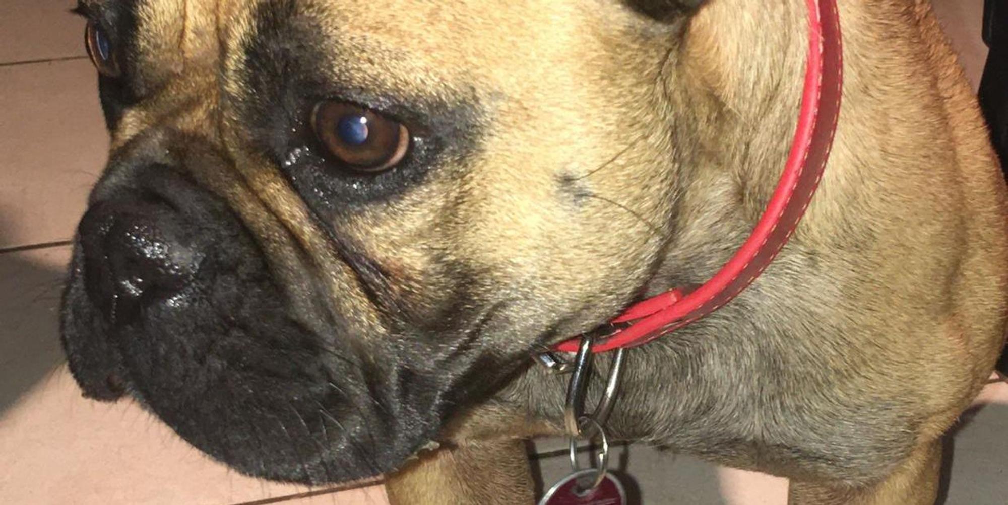 Hündin_Brühl_illegaler Hundehandel