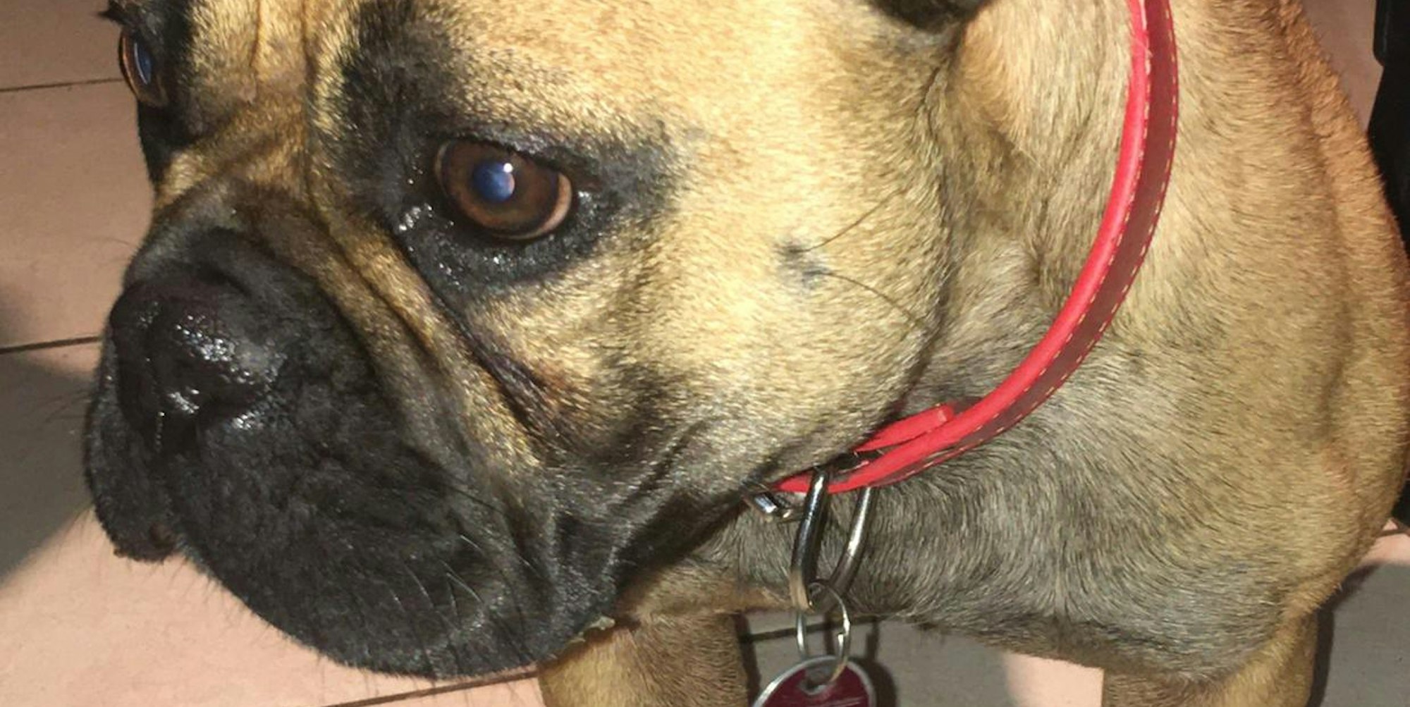 Hündin_Brühl_illegaler Hundehandel