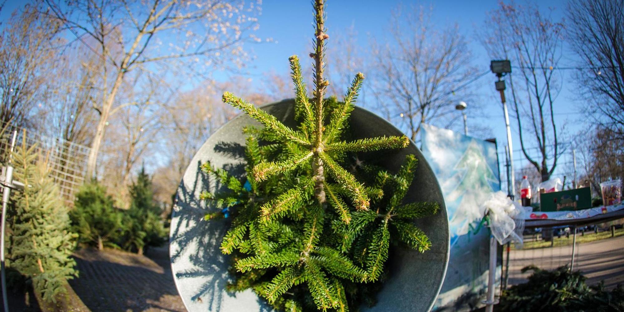Weihnachtsbaum kaufen dpa