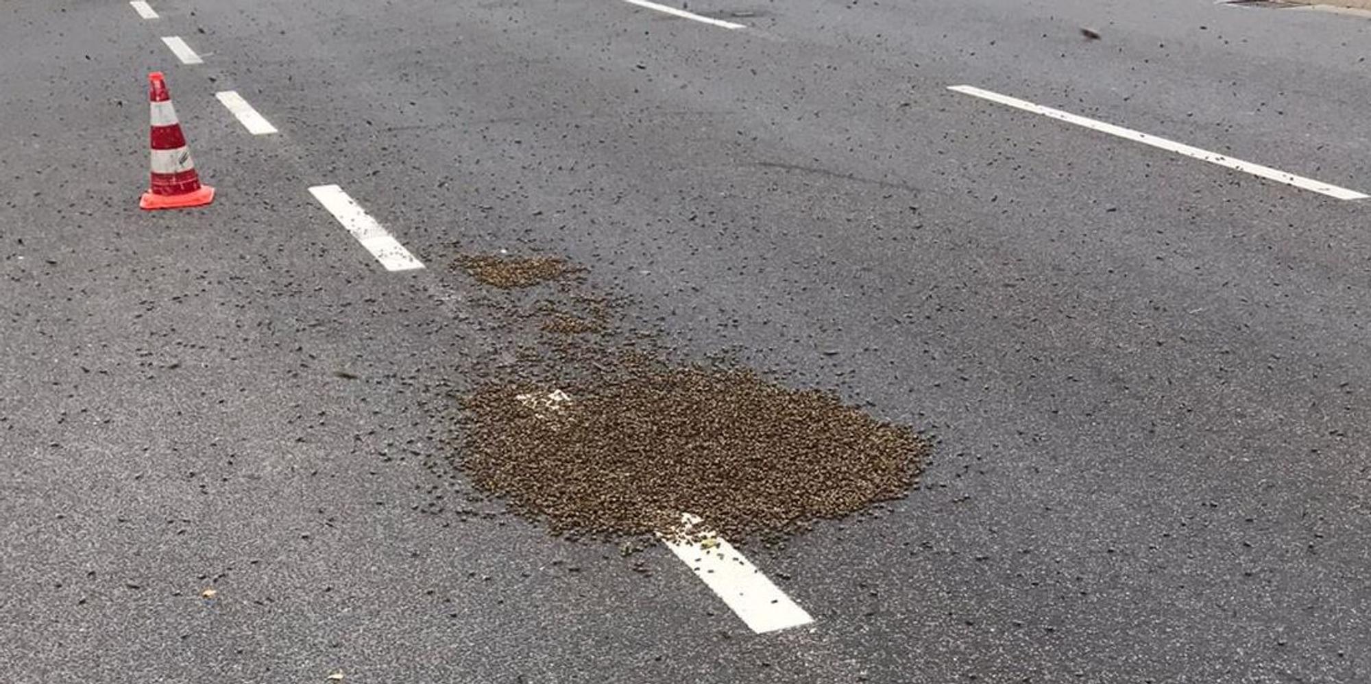 Bienen Köln
