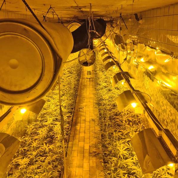 cannabis-plantage-300421