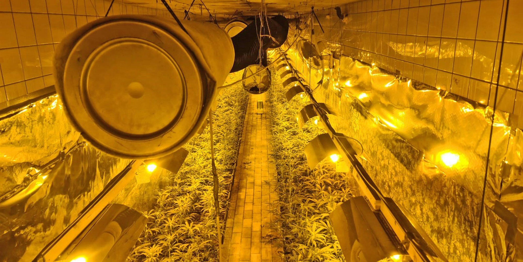 cannabis-plantage-300421