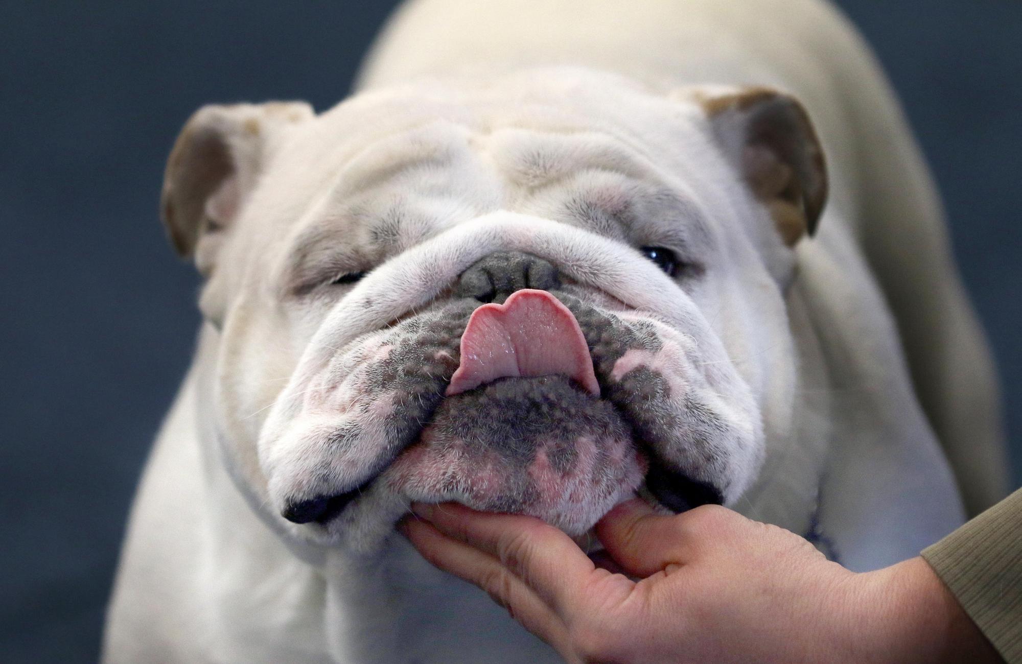 Bulldogge