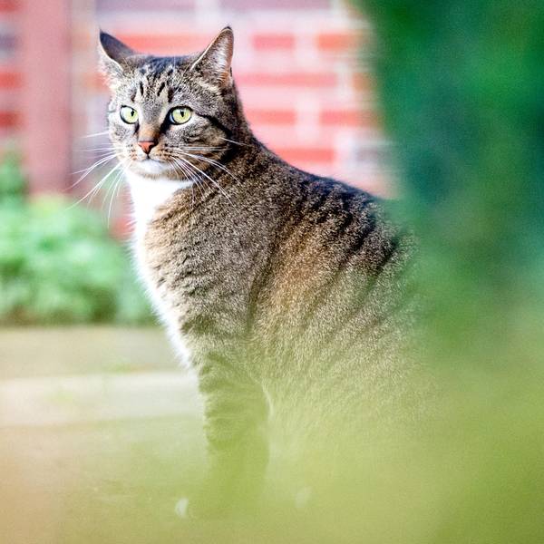 Katze