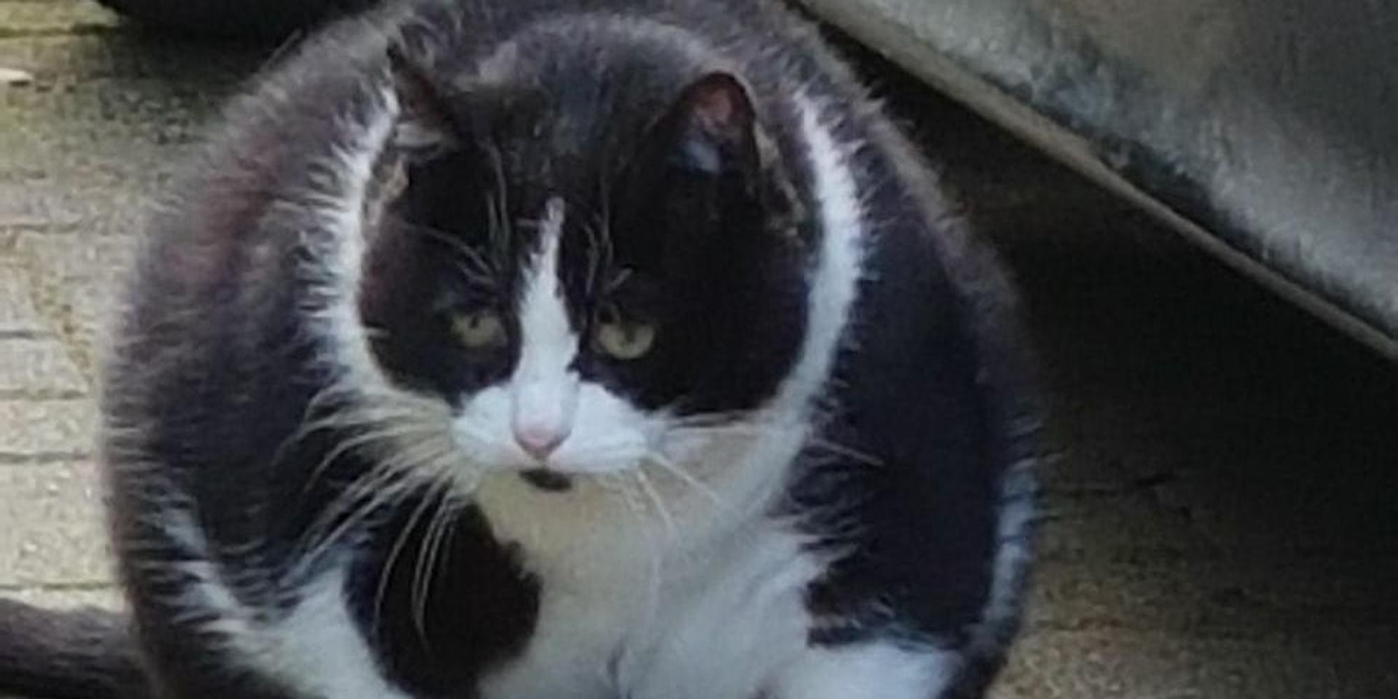 Katze Pummelinchen