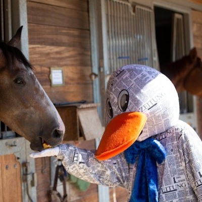 Paula Ente füttert ein Pferd, das in einer Box steht.