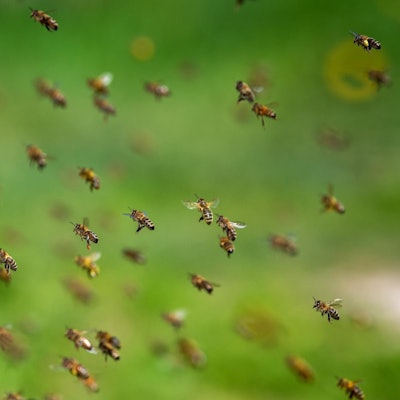 Bienen Symbol dpa 100522