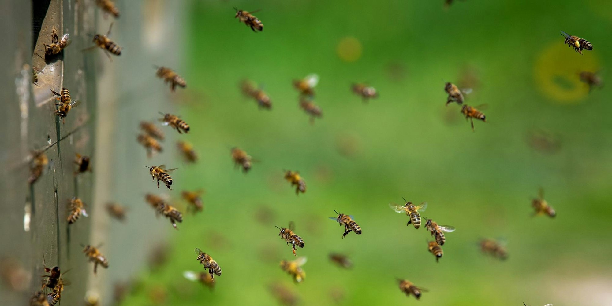 Bienen Symbol dpa 100522