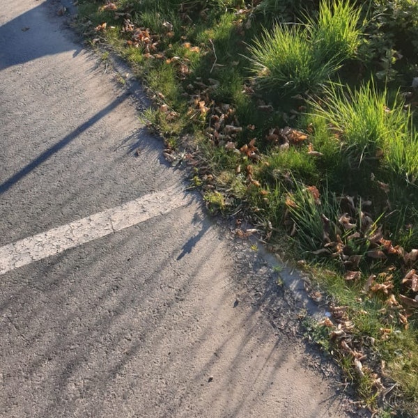 hausschwein_zülpich