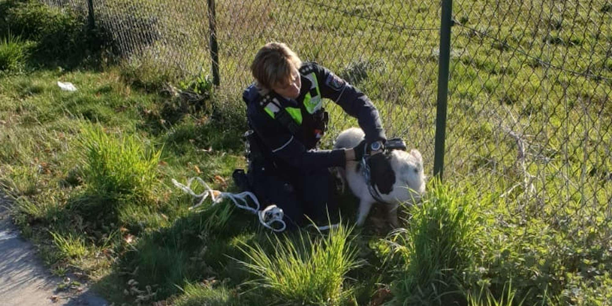 hausschwein_zülpich