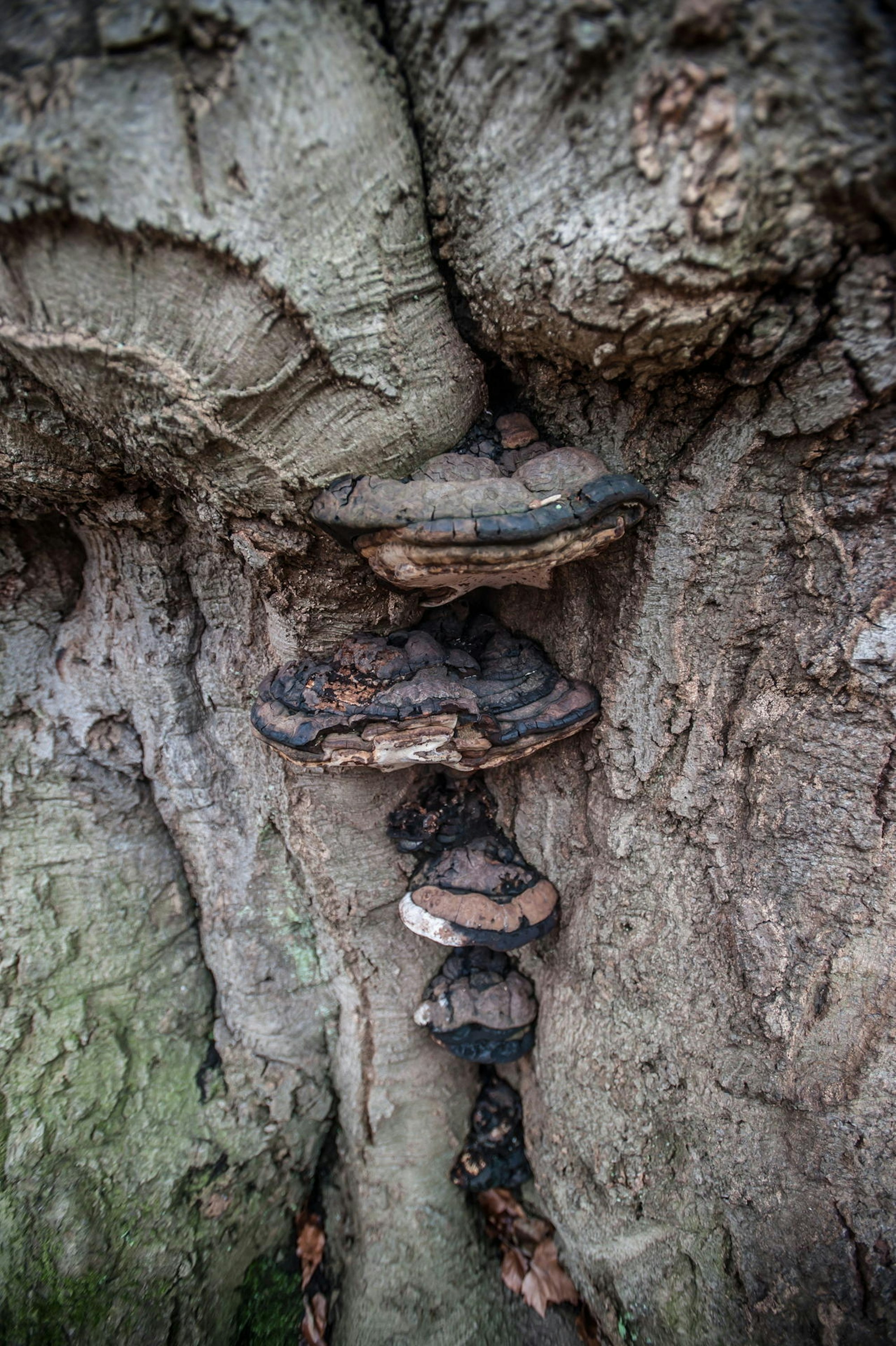 blutbuche_schlosspark-leverkusen_ALF_6875