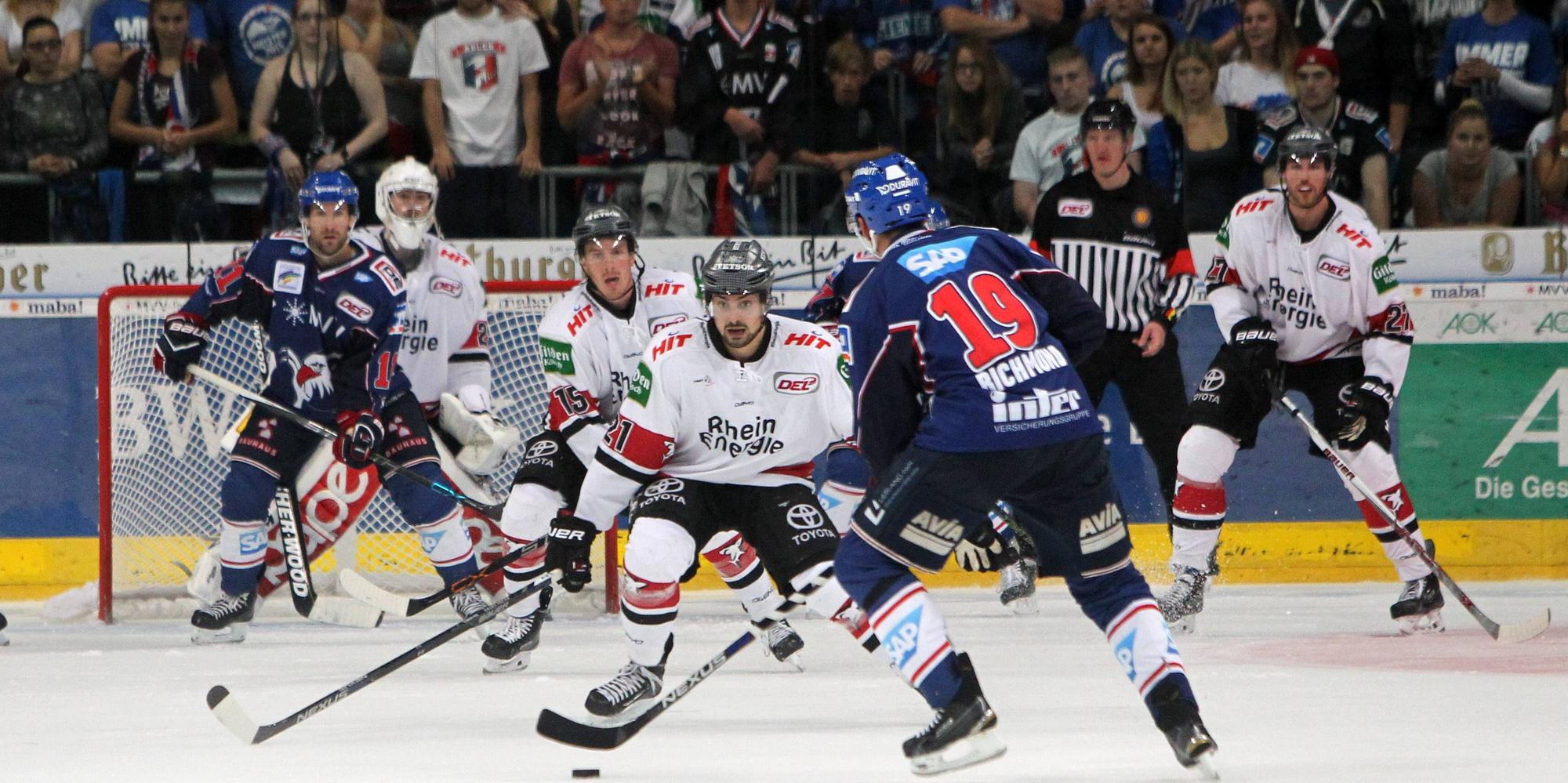 Haie gegen Adler