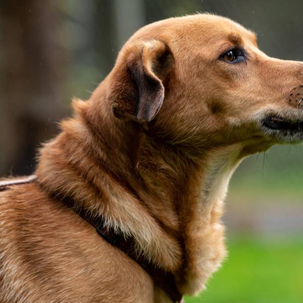 Hund_dpa