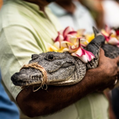 Mann heiratet Krokodil 0107