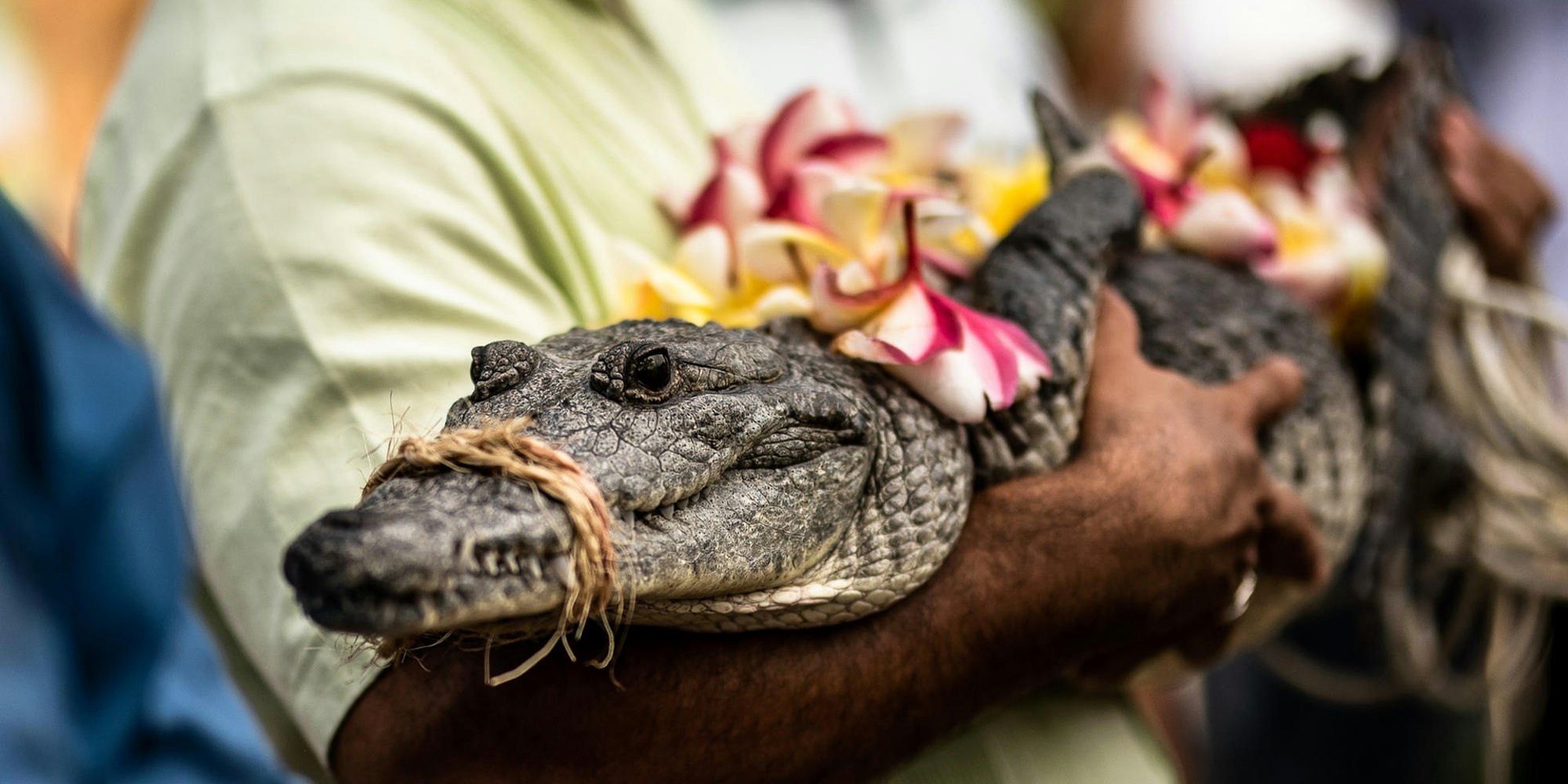 Mann heiratet Krokodil 0107