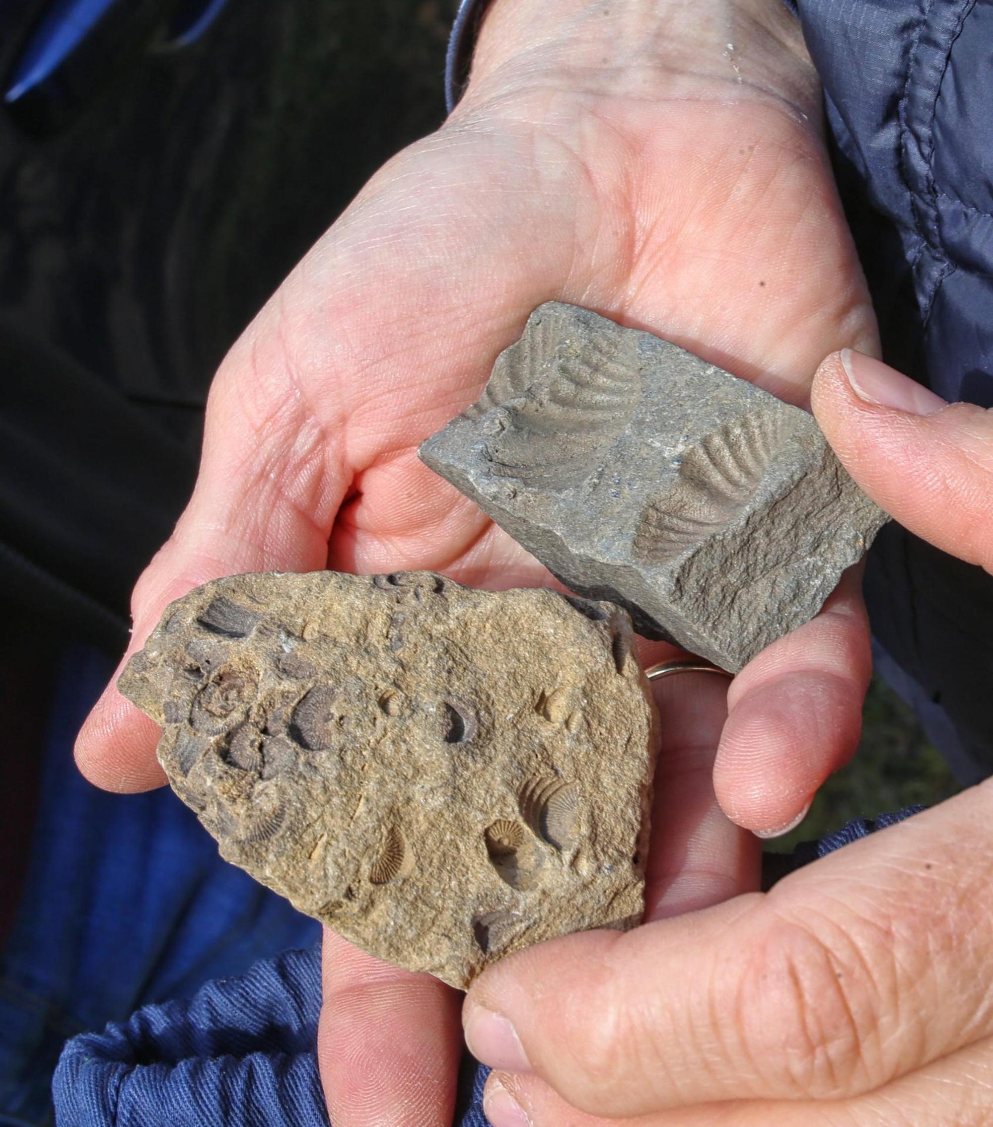 fossilien mosel