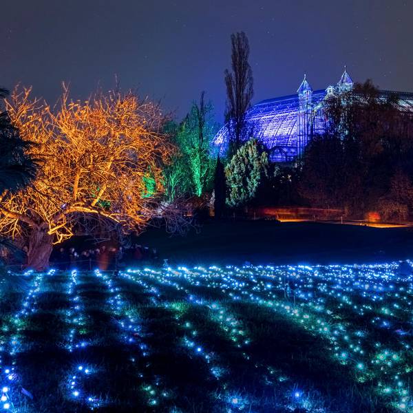 Christmas_Garden_Field_of_Lights__2