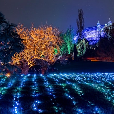 Christmas_Garden_Field_of_Lights__2