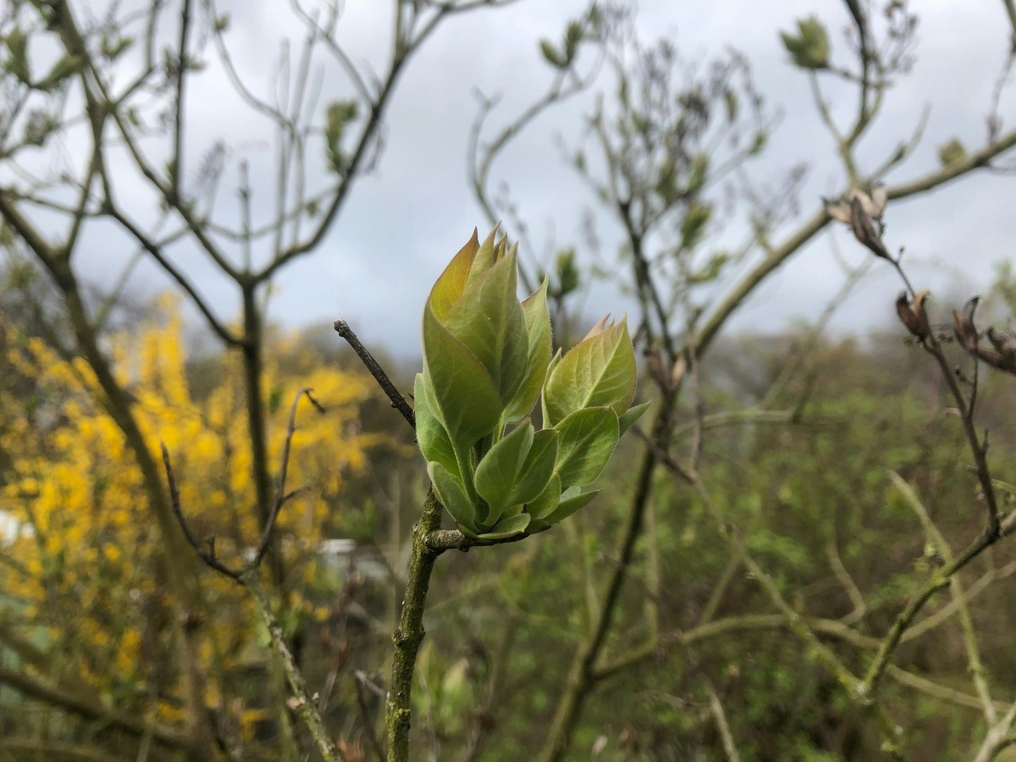 Gartenkalender April Grönert2