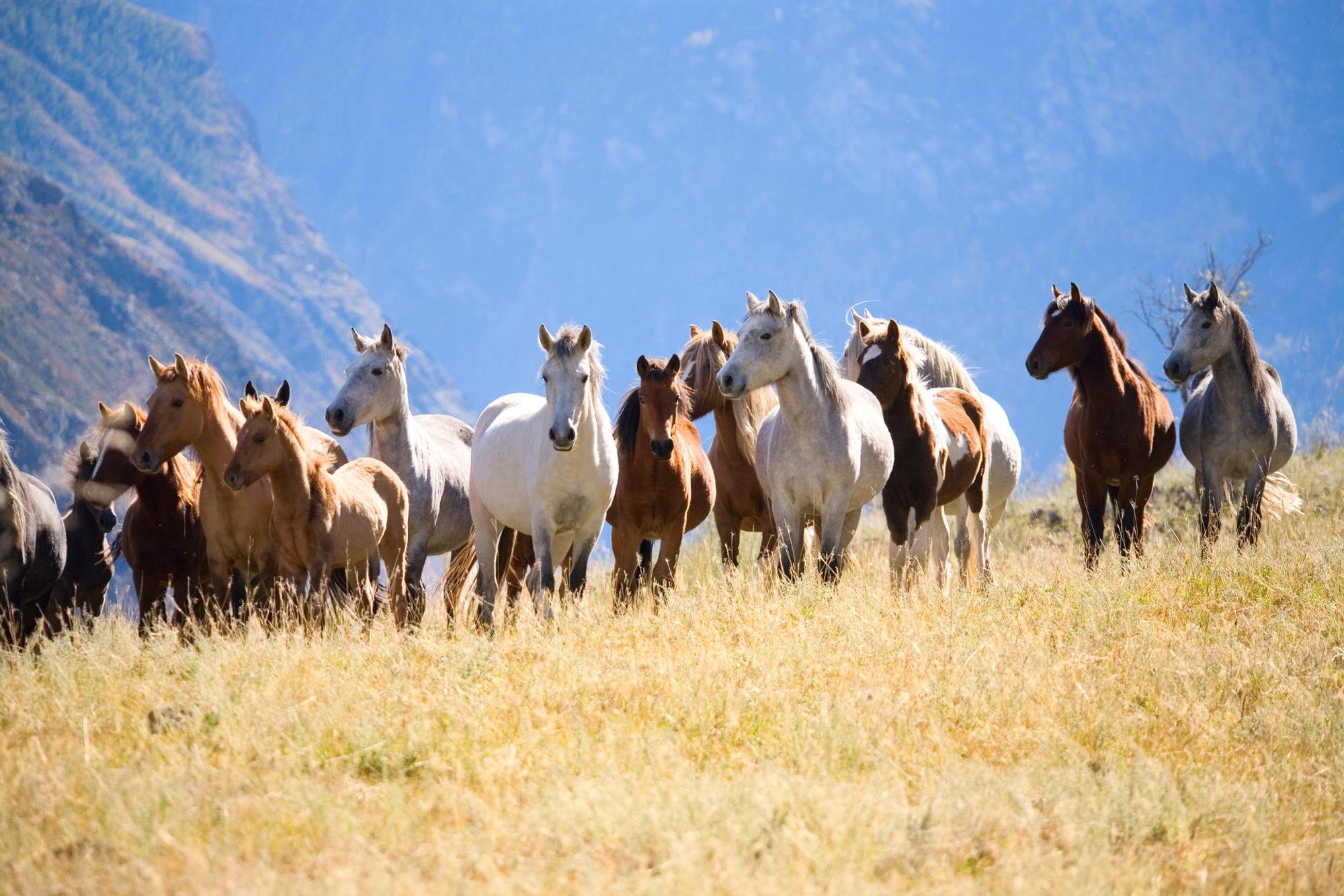 MustangsMontanaGettyImages_afhunta-120262374