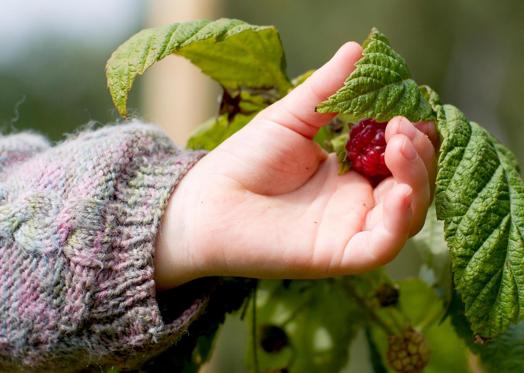 himbeeren ernten