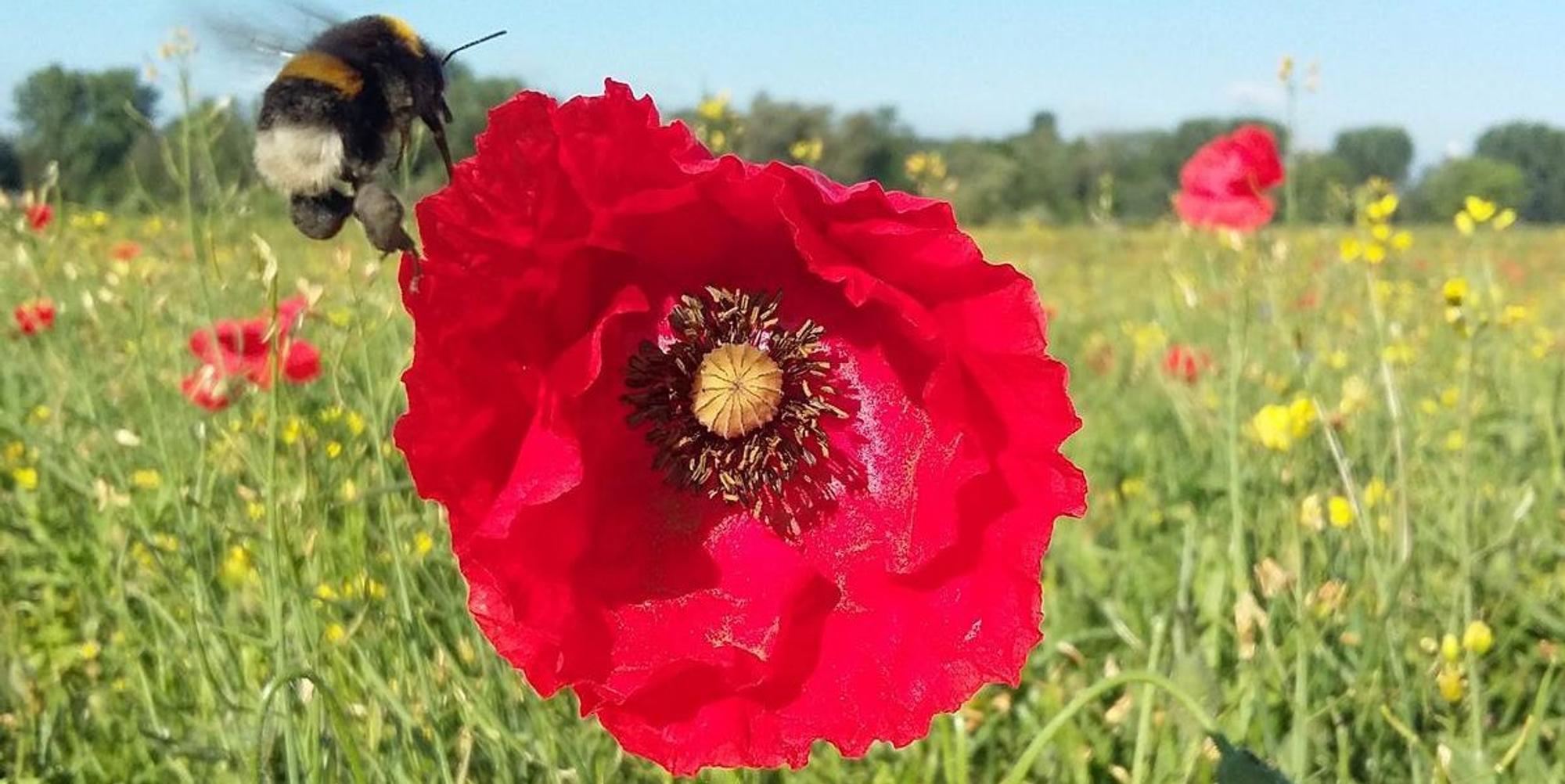 BN_Natur